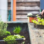 Conseils d’experts pour une rotation des cultures réussie : assurer la durabilité de votre potager