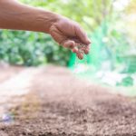 Adoptez une approche naturelle avec le guano : votre jardin vous en sera reconnaissant !