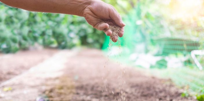 9-Adoptez une approche naturelle avec le guano, votre jardin vous en sera reconnaissant
