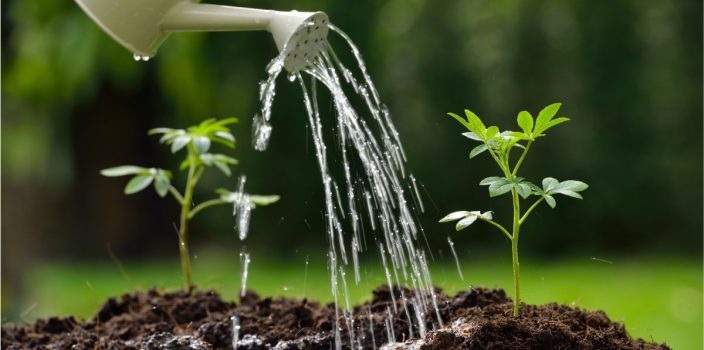 Exigences en eau des plantes à croissance lente par rapport aux autres espèces végétales