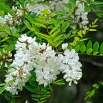 Découvrez les variétés d’Acacia (Robinia) : du nain au géant, il y en a pour tous les jardins