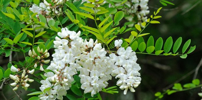 Découvrez les variétés d’Acacia (Robinia) : du nain au géant, il y en a pour tous les jardins