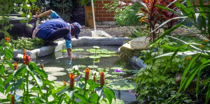 Étapes essentielles pour créer un bassin de jardin époustouflant