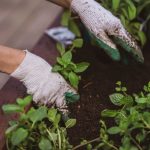 Mauvaises herbes indésirables : comment les empêcher de prendre le contrôle de votre potager ?