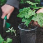 Renforcez la santé de votre jardin avec le purin d’ortie