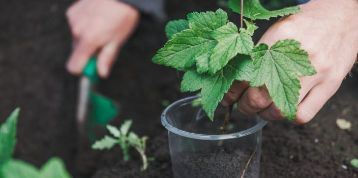 9-Renforcez la santé de votre jardin avec le purin d'ortie