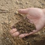 Le guano : un engrais magique pour des plantes qui semblent défier la gravité