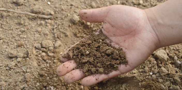 Le guano : un engrais magique pour des plantes qui semblent défier la gravité