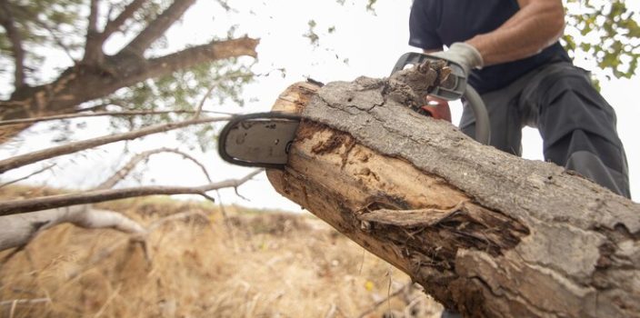 8 conseils pour réussir l’élagage des arbres