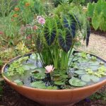 Choisir les plantes aquatiques idéales pour votre bassin de jardin