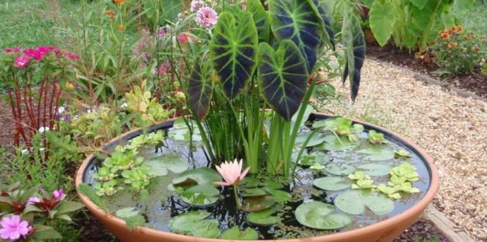 Choisir les plantes aquatiques idéales pour votre bassin de jardin