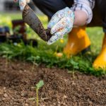 Assainissement du sol : la clé d’un jardinage florissant