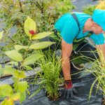 Créer un bassin de jardin multizone : Pour plantes, poissons et oiseaux