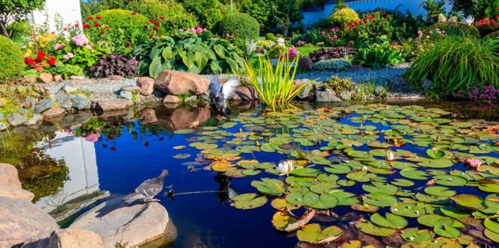 8-Idées de plantes marginales pour bassin de jardin