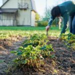 Récoltez les bienfaits du purin d’ortie pour un jardin durable