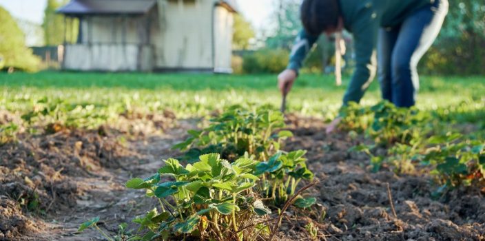 8-Récoltez les bienfaits du purin d'ortie pour un jardin durable