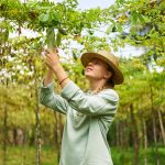 Découvrez les variétés d’Arbre caramel (Cercidiphyllum) : du nain au géant, trouvez votre préféré