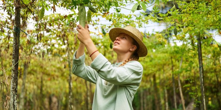 26-Découvrez les variétés d’Arbre caramel