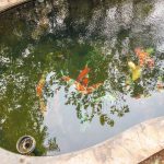 Introduction des poissons dans un bassin de jardin : ce qu’il faut savoir