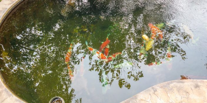 Introduction des poissons dans un bassin de jardin : ce qu’il faut savoir