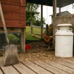 Nettoyage des cabanes et abris pour animaux dans le jardin : un entretien essentiel