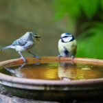 Installer un Bassin de Jardin avec une Zone de Bain pour les Oiseaux