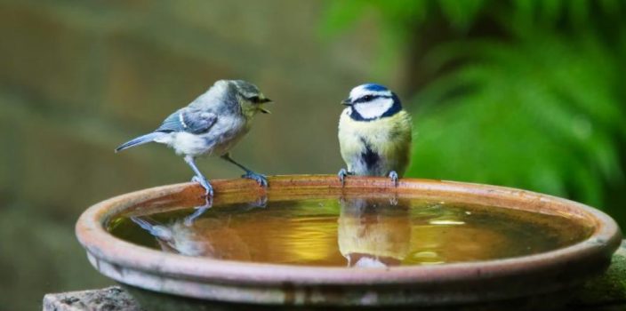 Installer un Bassin de Jardin avec une Zone de Bain pour les Oiseaux