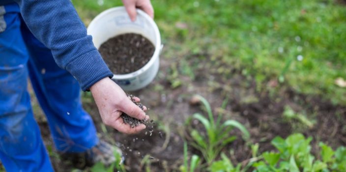 Purin d’ortie : une alternative durable pour un jardin en harmonie avec la nature