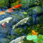 Les meilleurs poissons d’ornement pour bassin de jardin