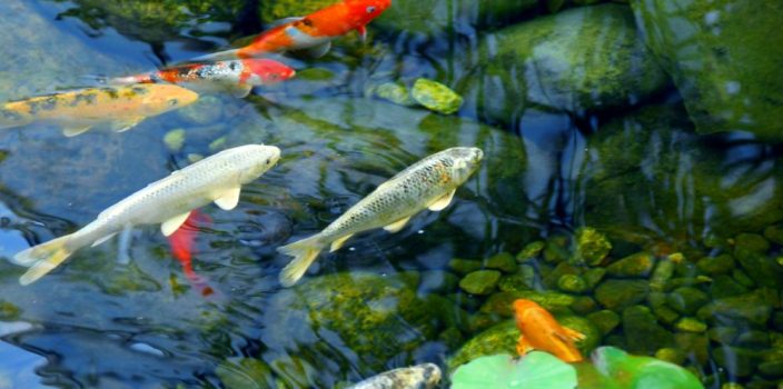 Les meilleurs poissons d’ornement pour bassin de jardin