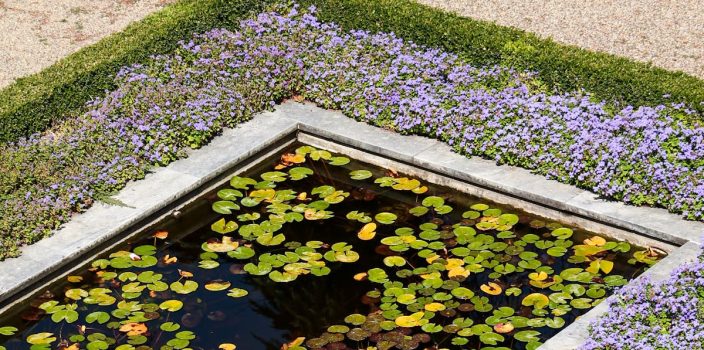 Les meilleures plantes de bordure pour bassin de jardin