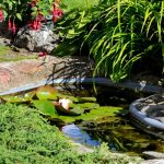 Les meilleures plantes flottantes pour bassin de jardin