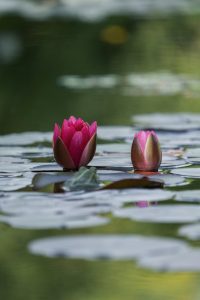 plantes pour bassin