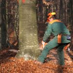 Abattage d’arbres sur un terrain en vue de construction : conseils pour éviter la repousse