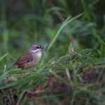 Débroussaillage : astuces et techniques pour un jardin impeccable